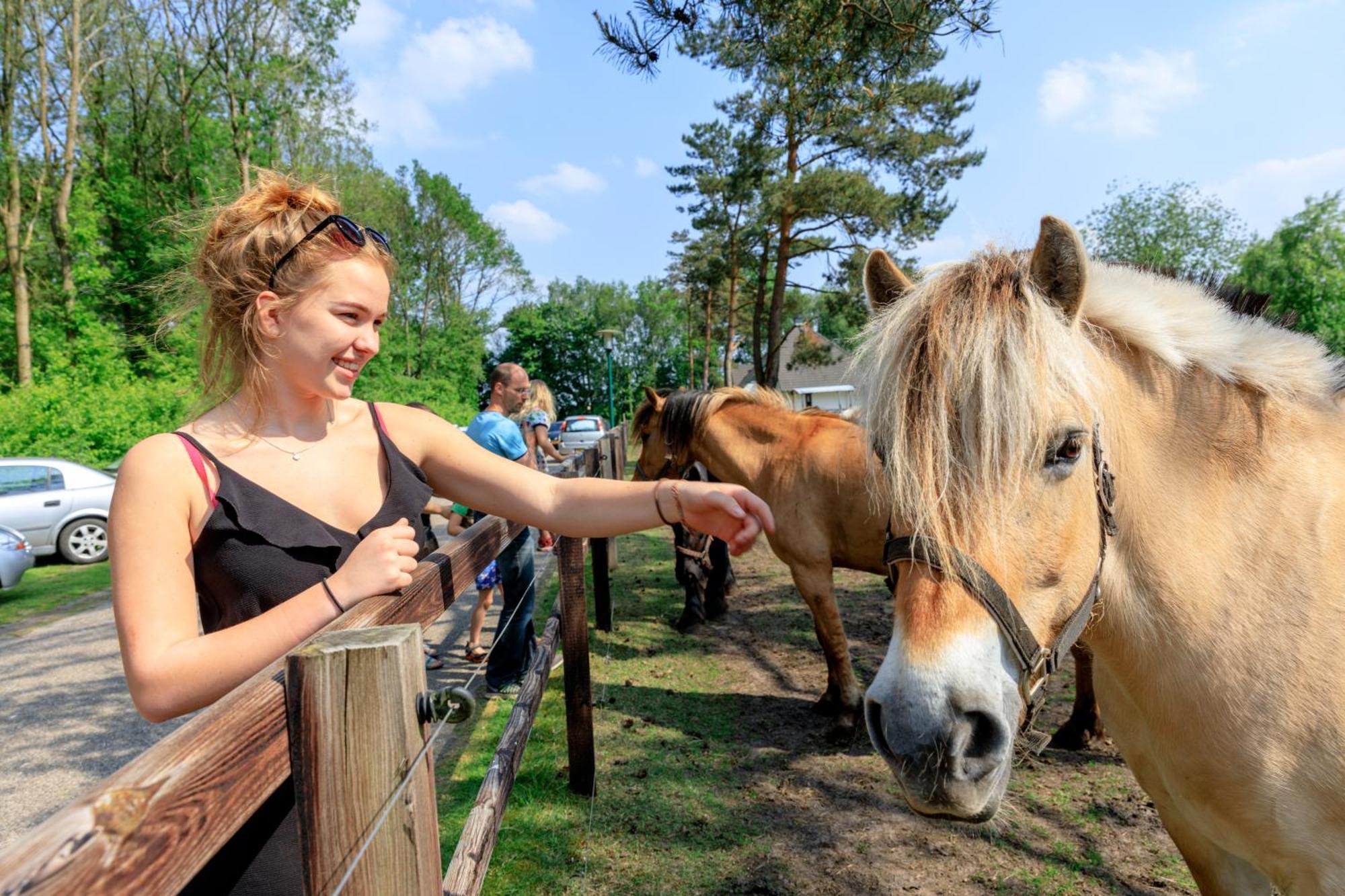 Camping De Reeenwissel Hoogersmilde Luaran gambar